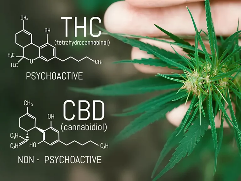 CBD vs THC