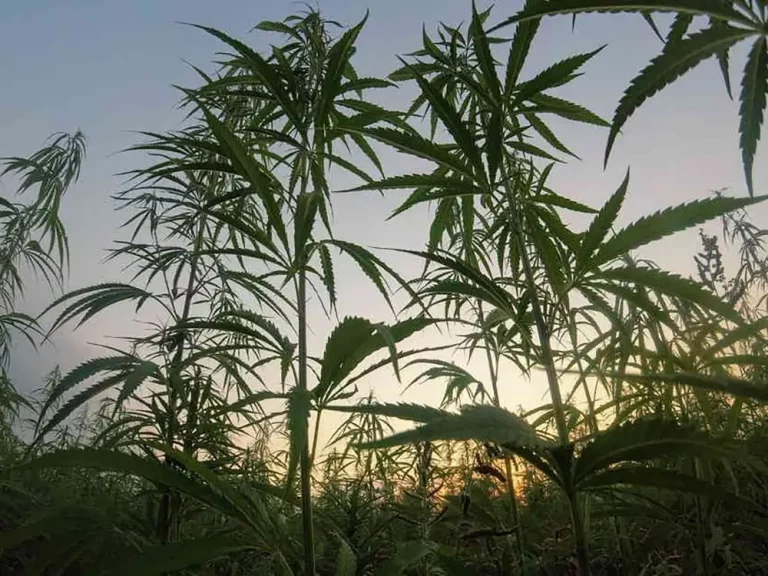 History and Cultural Significance of CBD