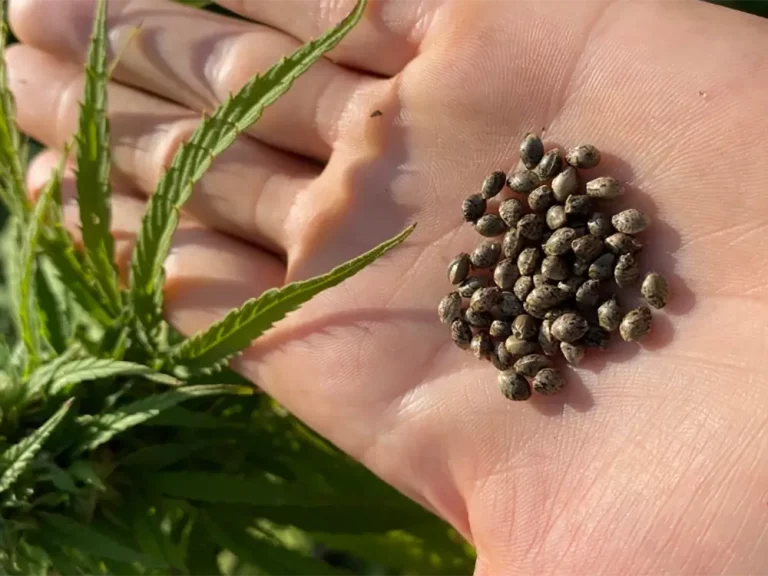 How to Shell Hemp Seeds: A Step-by-Step Guide