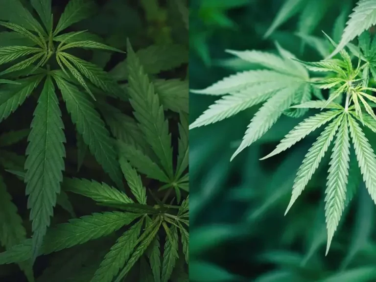 The Difference Between HEMP and Cannabis