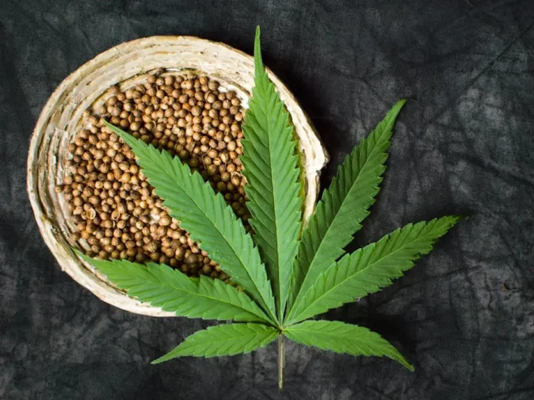 Understanding Hemp: Separating Myths from Reality