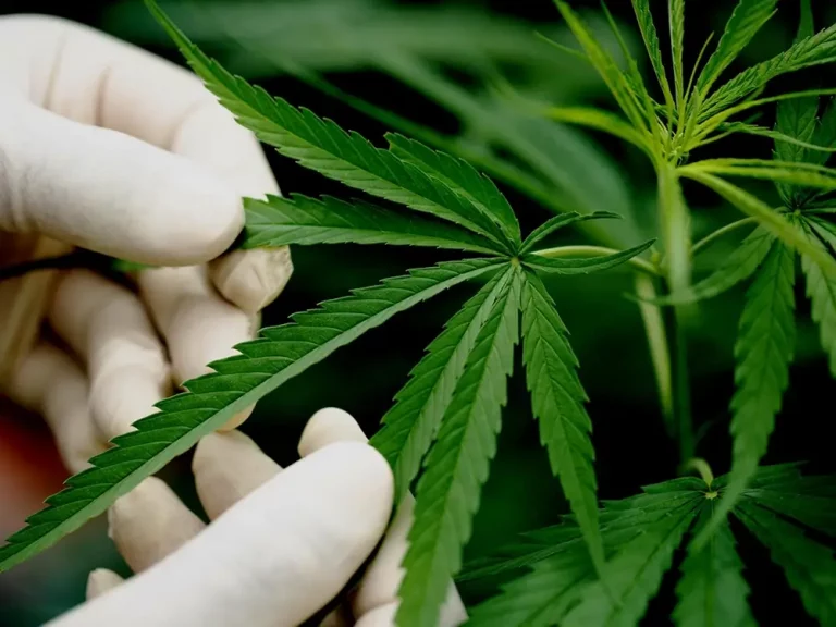What is CBD?