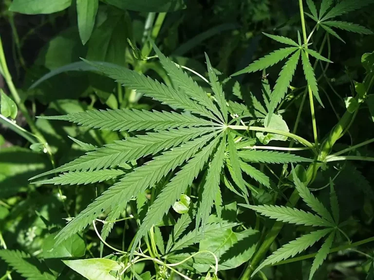 WHAT IS HEMP?