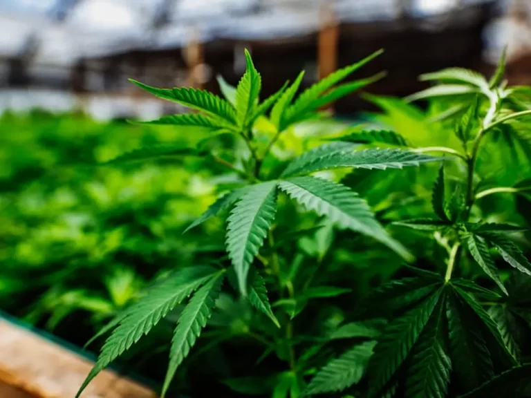 What to Know About CBD Cigarettes