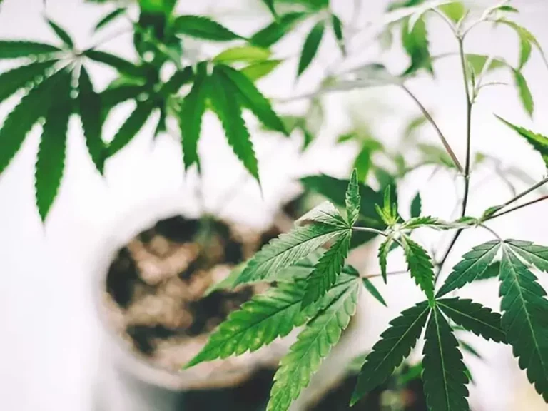 Are CBD Cigarettes Safe to Use?